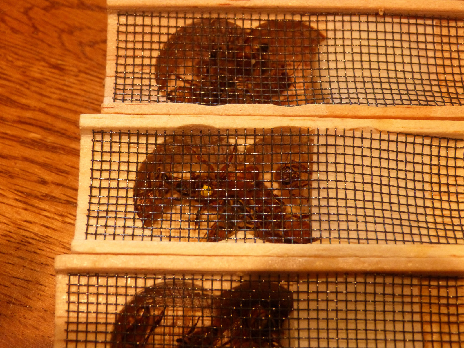 The Queens Are Here!