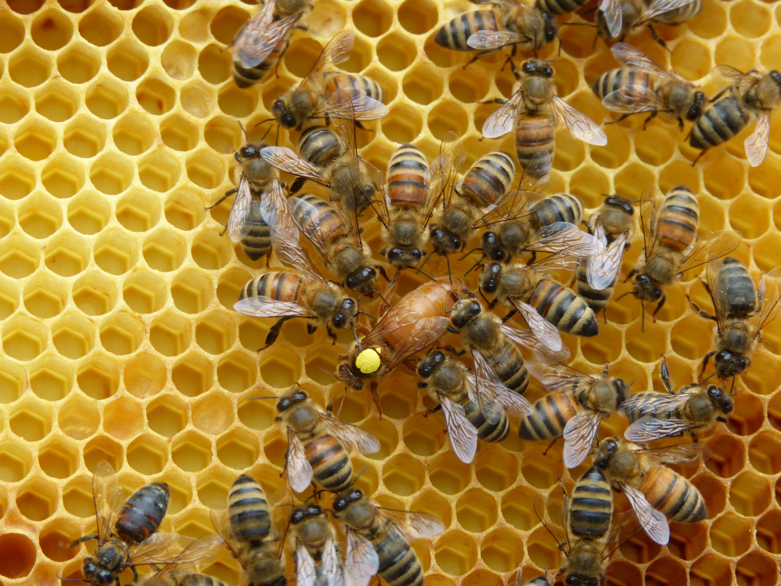 Inspections and Store Updates!